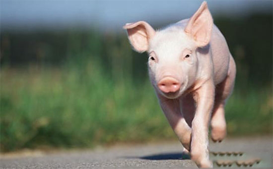 全国生猪价格涨势扩大