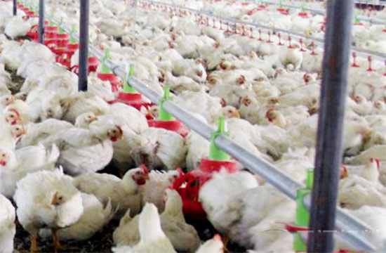如何改善白羽肉鸡养殖效果