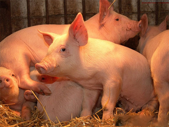 养猪场应提前储备好防寒保暖物资