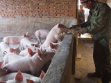 中国养猪最缺的是什么呢？
