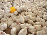 冬季肉鸡养殖技术