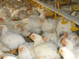肉鸡生产中主要非传染病及对策
