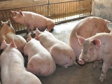 怎样才能让猪猪们在年前健康的成长？