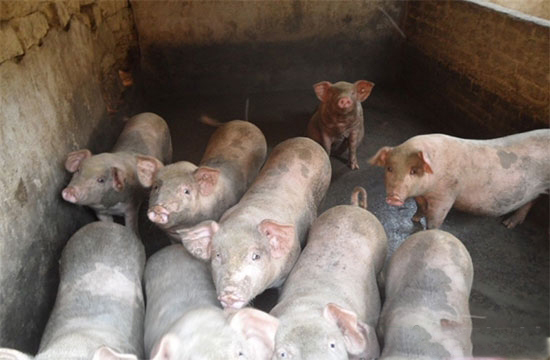 减少猪粪尿污染的出路在哪里