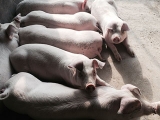 养猪的准入门槛和饲养成本提高