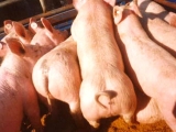 农村规模化养猪应该注意哪些问题？