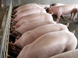 养猪催肥要注意的误区