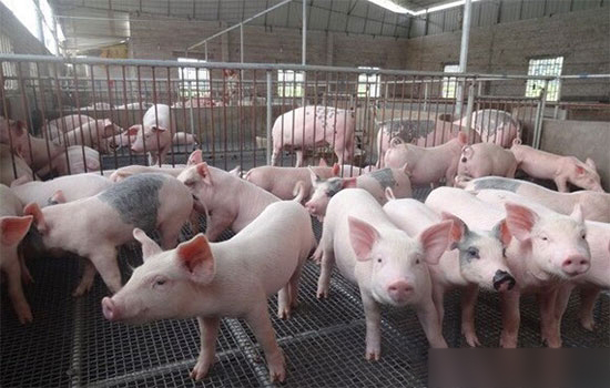 2017年所有生猪养殖户都要面对的几大问题