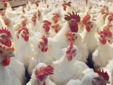 管理预产期肉种鸡的八大要点