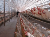 冬季饲养肉鸡如何降低舍内氨气危害