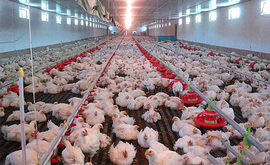 影响肉用鸡整齐度的原因
