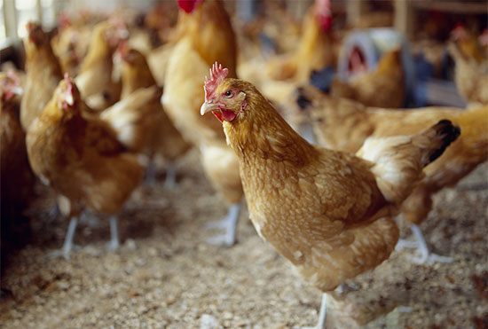鸡场中养鸡人最容易忽视的禁忌有哪些？