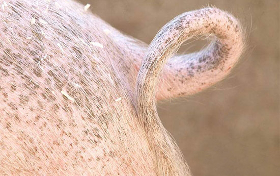 猪咬尾症的七个预防方法