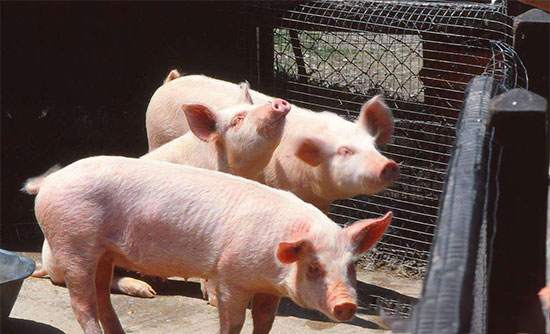 养猪业升级转型是不是就一定要淘汰散养户