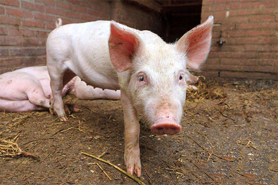 猪长期厌食消瘦怎么办？