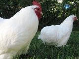 六大常见鸡病如何判断和预防？