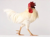 如何通过称重检测肉种鸡生长发育