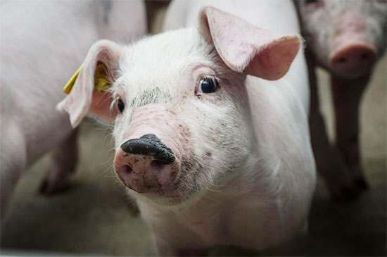 中国养猪业未来的10年推演！以后养猪还赚钱吗？