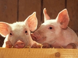 进入6月来猪价一直在缓慢上涨，但上涨是否能延续？