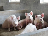 用中草药养猪可预防生猪疫病